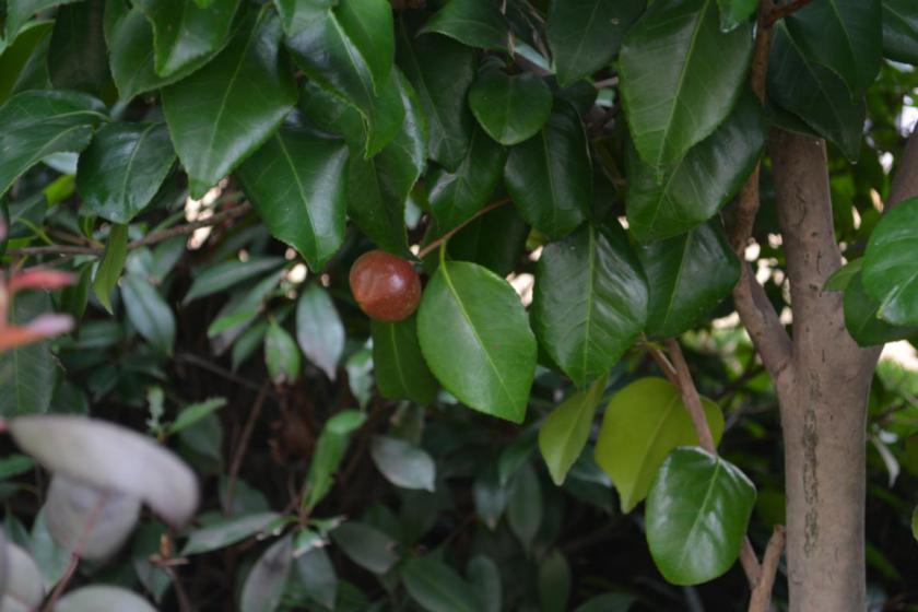 校园植物名录|山茶花